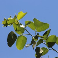 Pterocarpus santalinus L.f.